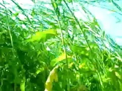 एक गोरा कुतिया के लि ...